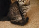 Kitty - Maine Coon Kitten For Sale - 