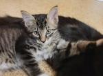 Tishca - Maine Coon Kitten For Sale - Russell, MA, US