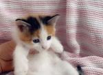 Calico sweetheart - Domestic Kitten For Sale - Vancouver, WA, US