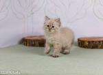 Kitails Siberians Beech - Siberian Kitten For Sale - Uxbridge, MA, US