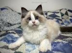 Beast Boy - Ragdoll Kitten For Sale - 