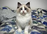 Beast Boy - Ragdoll Kitten For Sale - 