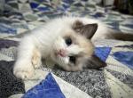 Slade - Ragdoll Kitten For Sale - Tuscaloosa, AL, US