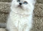 Ragdoll Designer Crossbreed Purrdoll Kittens - Persian Kitten For Sale - 