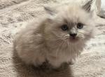 Waffles - Ragdoll Kitten For Sale - Philadelphia, PA, US