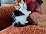 Benjamin - Ragamuffin Kitten For Sale - Los Angeles, CA, US