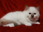 Chocolate Mitted Female in Maggie's Litter - Ragdoll Kitten For Sale - Sumter, SC, US