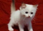 Chocolate Bicolor Lynx Female in Dandy Lion's Litt - Ragdoll Kitten For Sale - Sumter, SC, US