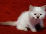 Seal Lynx Point Male in Dandy Lion's Litter - Ragdoll Kitten For Sale - Sumter, SC, US