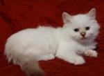 Chocolate Lynx Mitted Male in Dandy Lion's Litter - Ragdoll Kitten For Sale - Sumter, SC, US