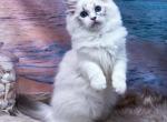 Princess - Ragdoll Kitten For Sale - 