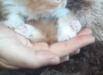 Cfa registered red bicolor persian kitten - Persian Kitten For Sale - Pittsburgh, PA, US