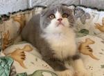 Fuji - Scottish Fold Kitten For Sale - Los Angeles, CA, US