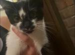 Daisy - Domestic Kitten For Adoption - Richmond, KY, US