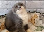 Fire - Scottish Fold Kitten For Sale - Los Angeles, CA, US