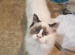 Foxy - Ragdoll Cat For Sale - 