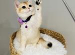 Happy - British Shorthair Kitten For Sale - Queens, NY, US