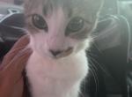 Cleo stassie - Domestic Kitten For Adoption - Inglewood, CA, US