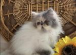 Daisy the dilute calico - Persian Kitten For Sale - Delta, PA, US