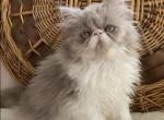 Delcie  the lilac and white Persian - Persian Kitten For Sale - Delta, PA, US