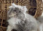 Dottie the lilac and cream tortie - Persian Kitten For Sale - Delta, PA, US