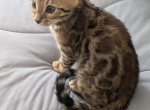 Tiger - Bengal Kitten For Sale - Holmes, NY, US