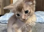 Charlie - Somali Kitten For Sale - 