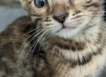 Daisy - Bengal Kitten For Sale - Holmes, NY, US