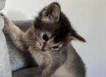 Shady - Somali Kitten For Sale - Brooklyn, NY, US