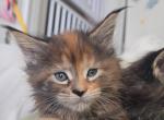 Mistic - Maine Coon Kitten For Sale - New York, NY, US