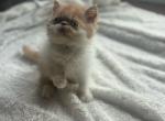 Loki - Persian Kitten For Sale - Arlington Heights, IL, US