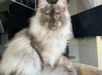 Grey - Maine Coon Kitten For Sale - Houston, TX, US