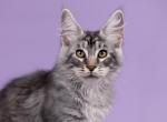 Storm - Maine Coon Kitten For Sale - Boston, MA, US