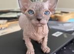 Pinky - Sphynx Kitten For Sale - Ridgefield, NJ, US