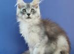 Gabriel - Maine Coon Kitten For Sale - Gurnee, IL, US