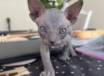 Midnight - Sphynx Kitten For Sale - Ridgefield, NJ, US