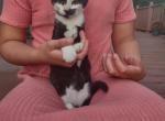 Queen - Domestic Kitten For Sale - 