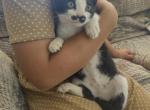 Summit - Domestic Kitten For Sale - Gap, PA, US