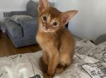 Mocha - Abyssinian Kitten For Sale - Brooklyn, NY, US