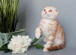 Scottish Fold Marble Cinnamon Nile - Scottish Fold Kitten For Sale - Jersey City, NJ, US