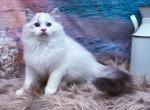 Surfer Boy - Ragdoll Kitten For Sale - 