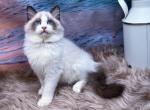 Champion - Ragdoll Kitten For Sale - 