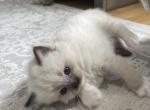 Mishas Babies - Ragdoll Kitten For Sale - West Babylon, NY, US