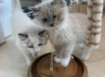 Bluepoint mitted mink - Ragdoll Kitten For Sale - 