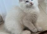 Henry - Ragdoll Kitten For Sale - San Diego, CA, US