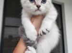 Snowflake - Scottish Fold Kitten For Sale - 