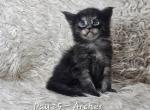 PepperCads - Maine Coon Kitten For Sale - Bakersfield, CA, US