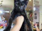 Thor - Bombay Kitten For Adoption - 