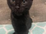 Noche - Bombay Kitten For Adoption - IL, US