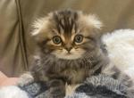 Smoky - Scottish Fold Kitten For Sale - Clifton, NJ, US